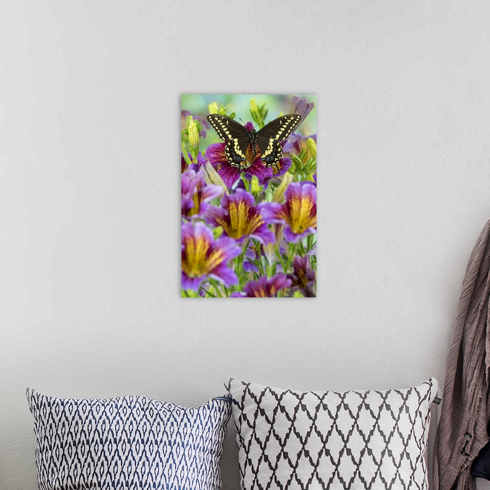 A bohemian room featuring Purple painted tongue flowers with black swallowtail butterfly, Papilio polyxenes