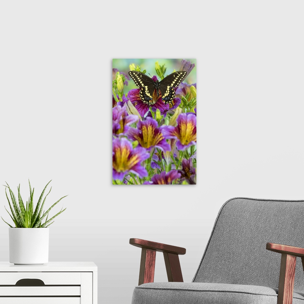 A modern room featuring Purple painted tongue flowers with black swallowtail butterfly, Papilio polyxenes