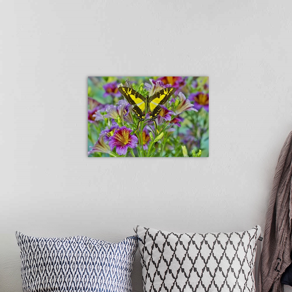 A bohemian room featuring Purple painted tongue flowers with Eurytides thyastes butterfly
