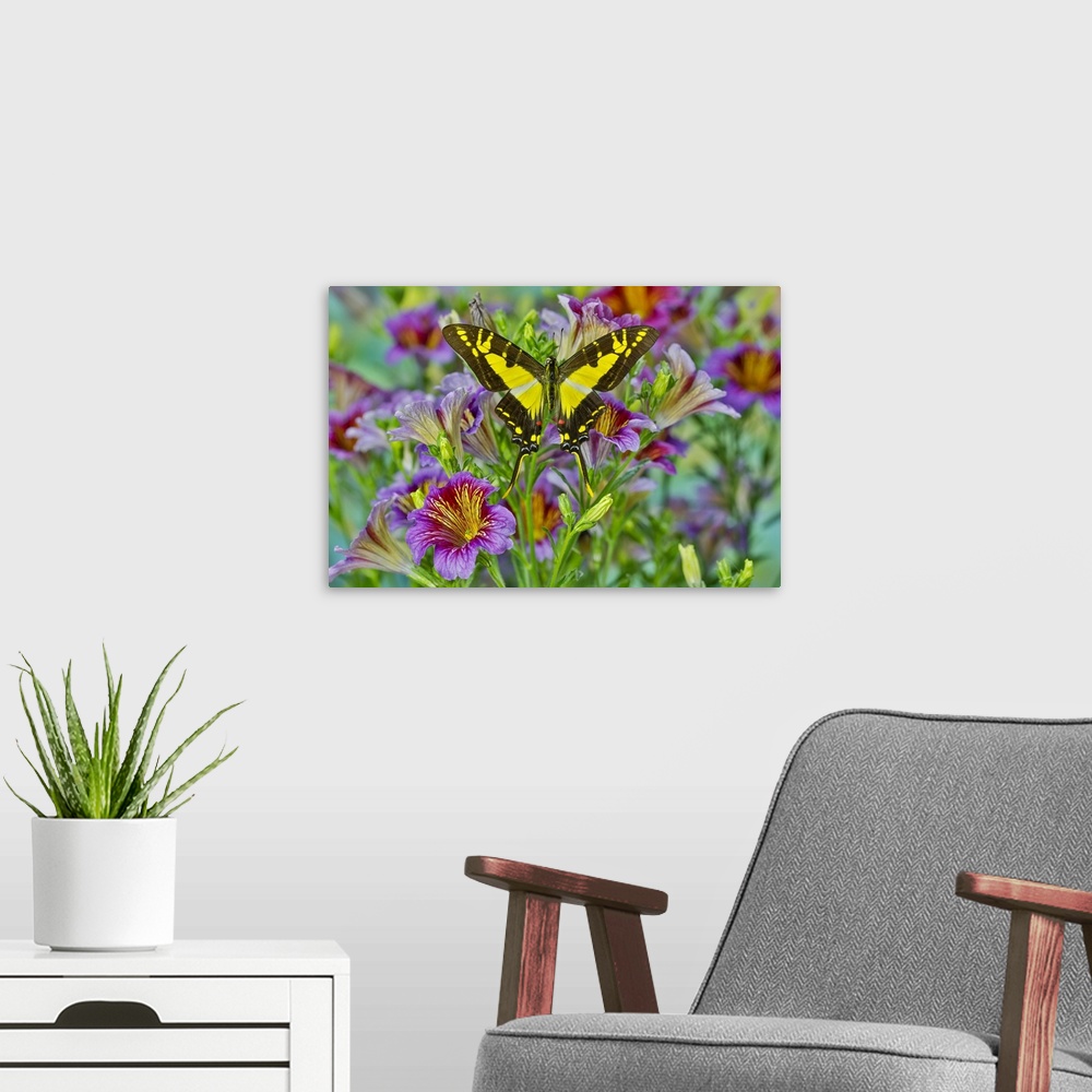A modern room featuring Purple painted tongue flowers with Eurytides thyastes butterfly
