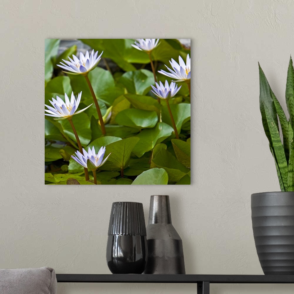 A modern room featuring Pygmy Water Lily ( Nymphaea X Daubeniana Vivparous )