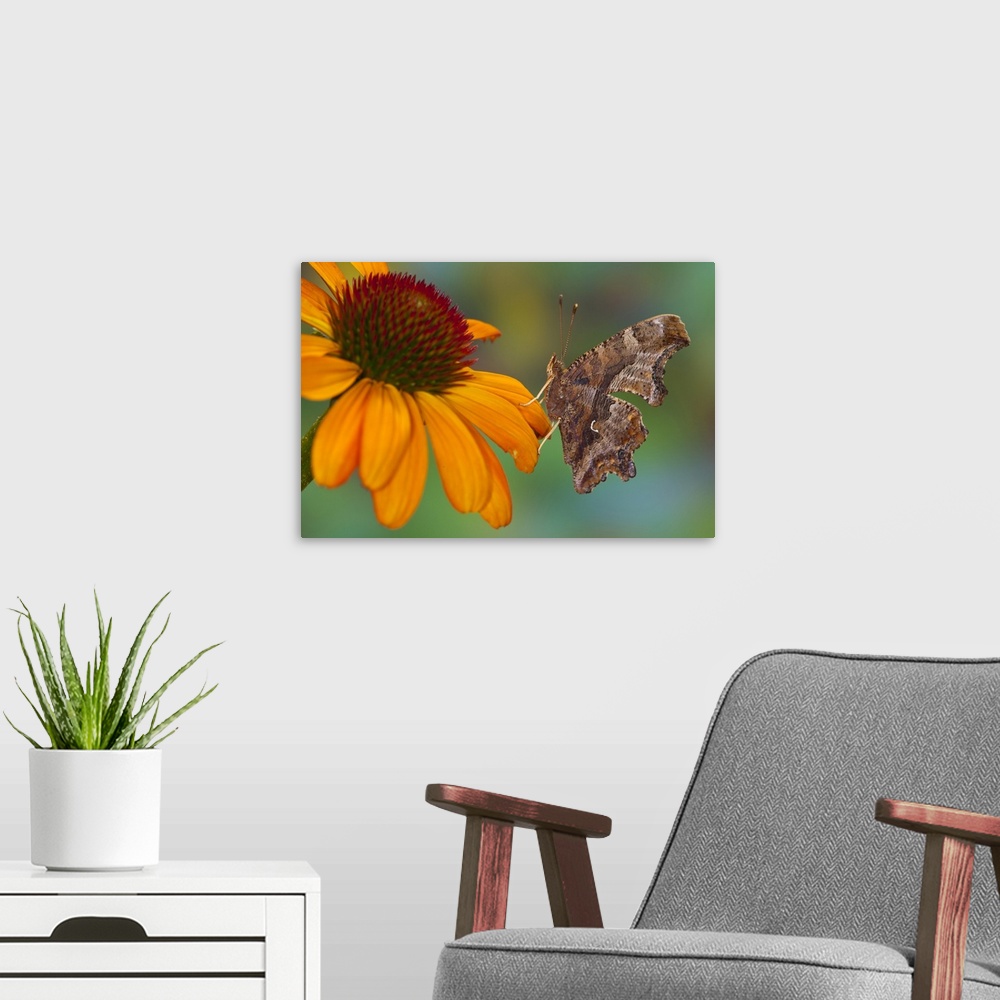 A modern room featuring Question Mark Butterfly, Polygonia interrogationis female.