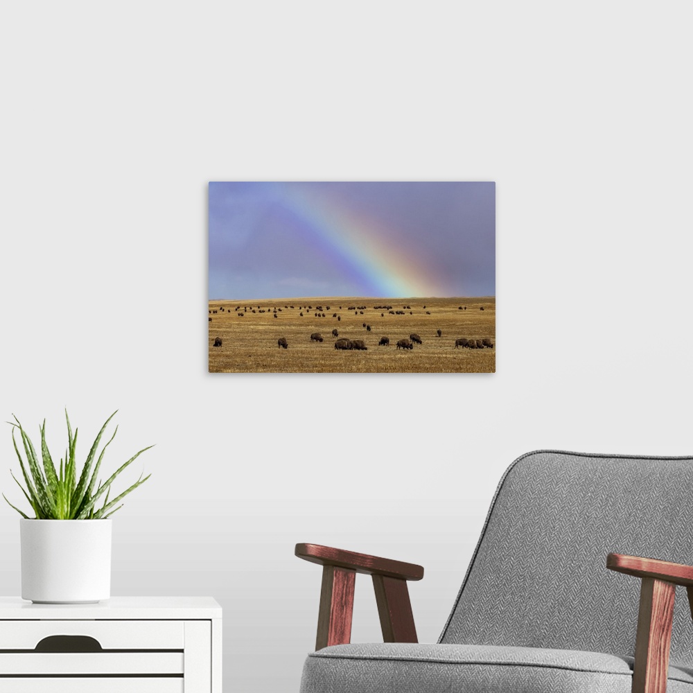 A modern room featuring Rainbow over the Blackfeet Nation Bison herd near Browning, Montana, USA.