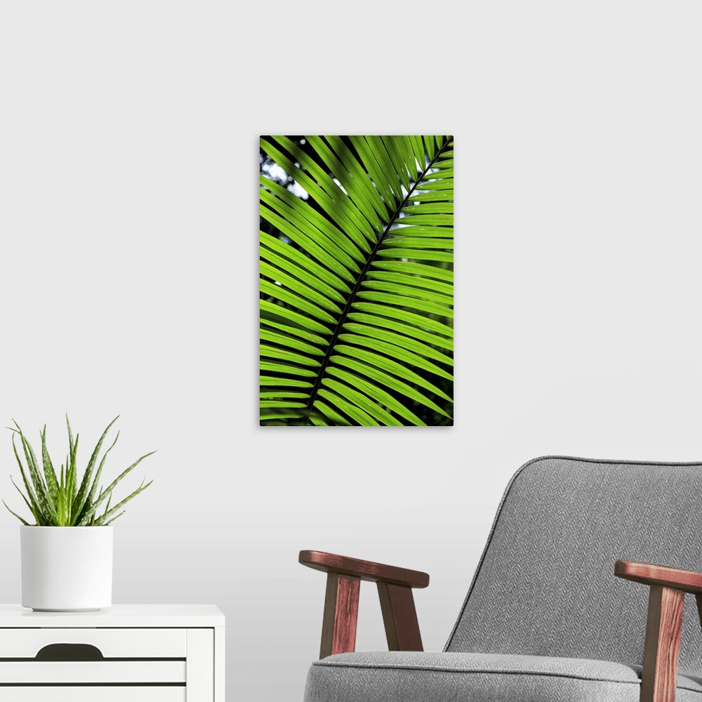 A modern room featuring Rainforest leaf, Botanic Gardens in Cairns, Queensland, Australia.