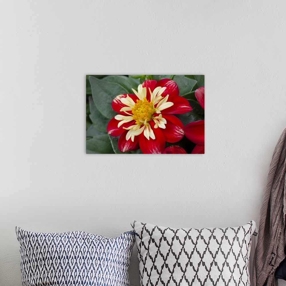 A bohemian room featuring Red and yellow Dahlia blossom