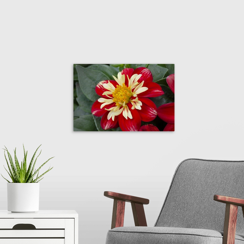 A modern room featuring Red and yellow Dahlia blossom