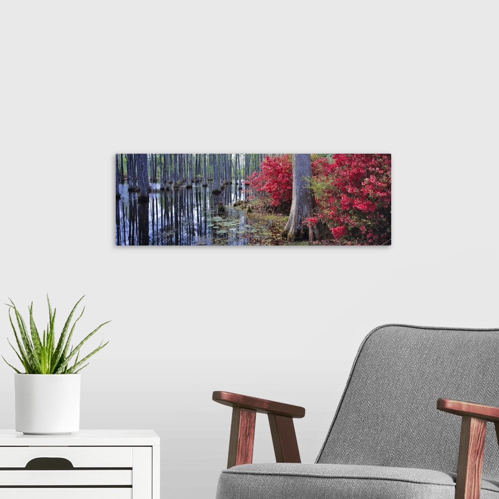 A modern room featuring USA, South Carolina, Cypress Gardens. Red azaleas and pond lilies bloom in the spring at Cypress ...