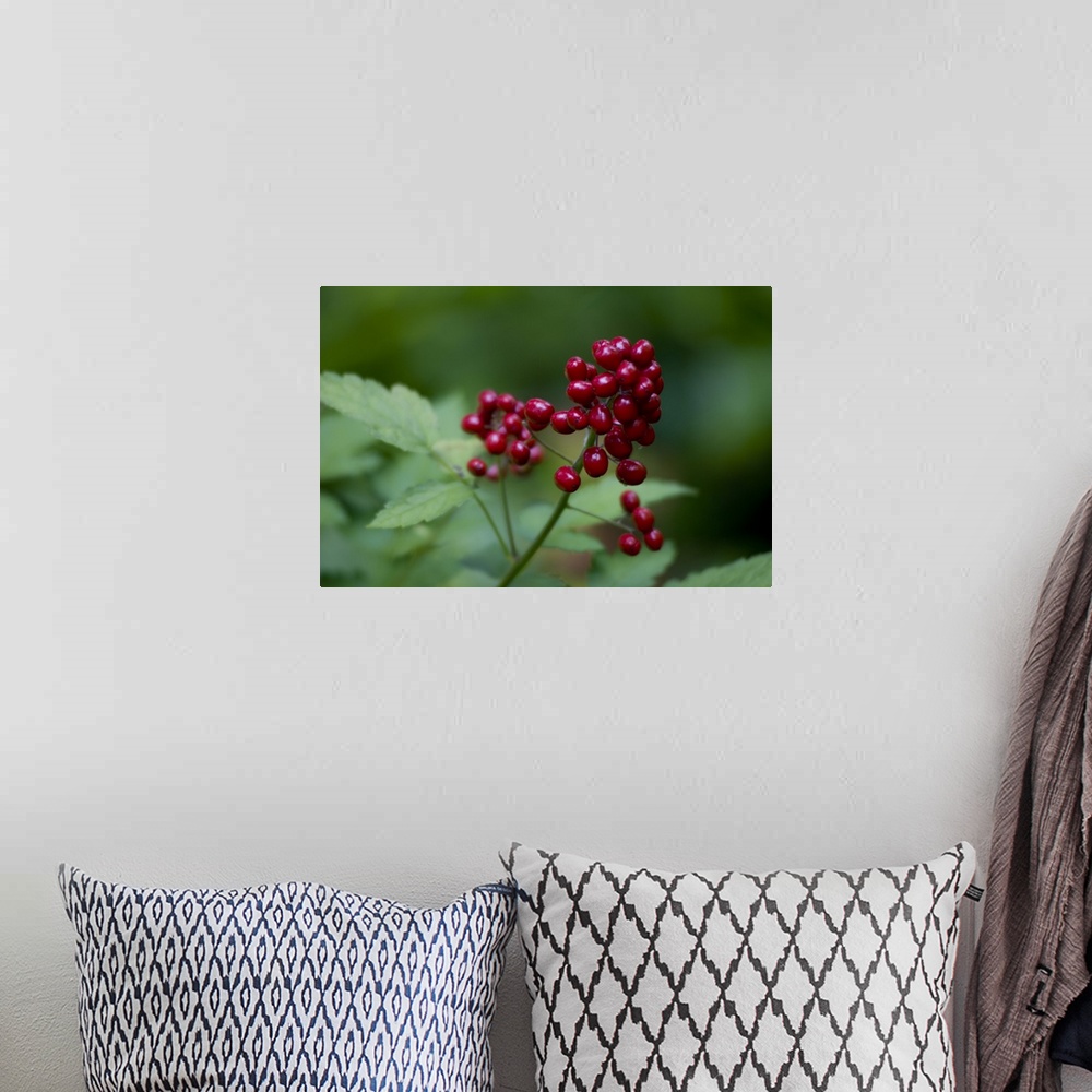 A bohemian room featuring Red Berries Close Up