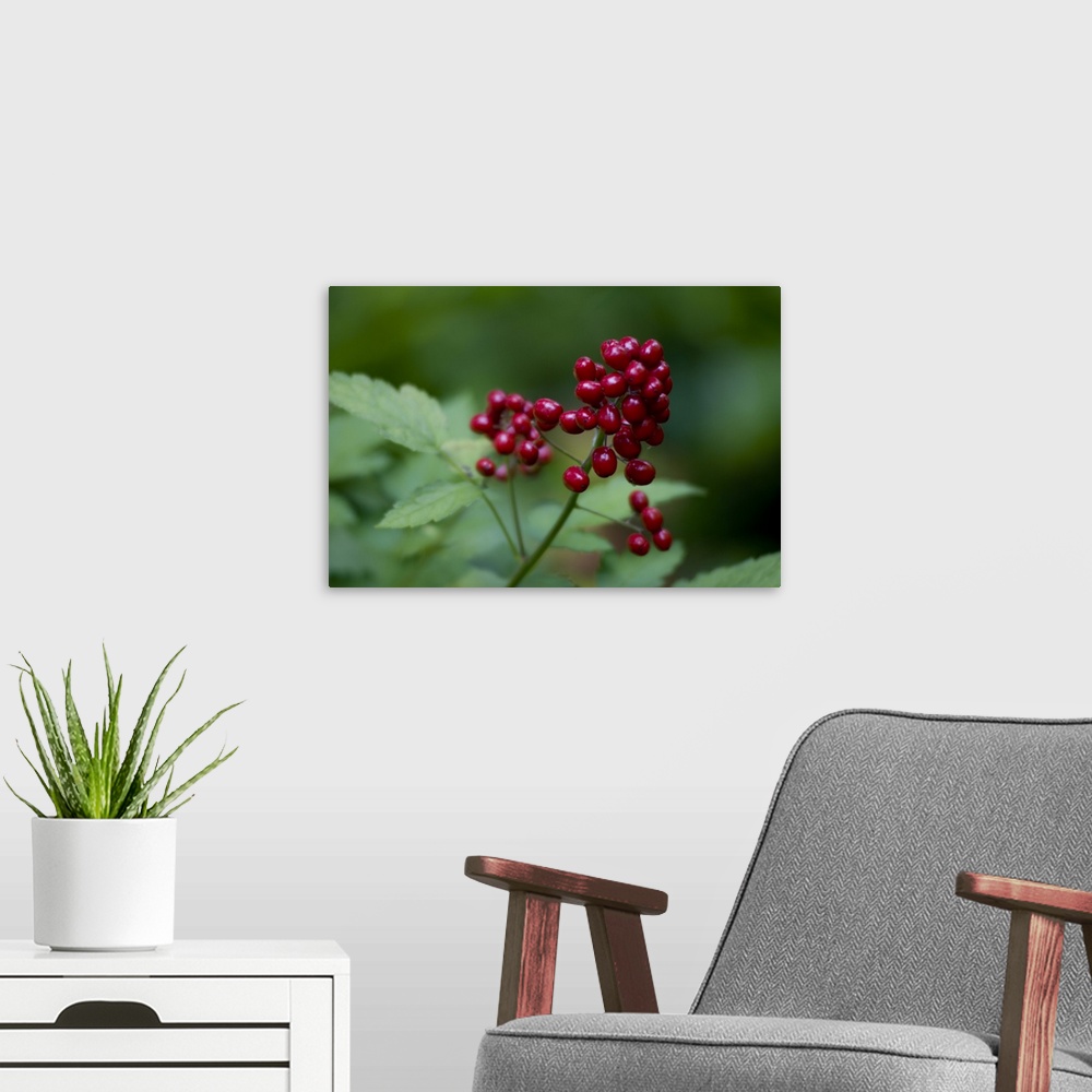 A modern room featuring Red Berries Close Up