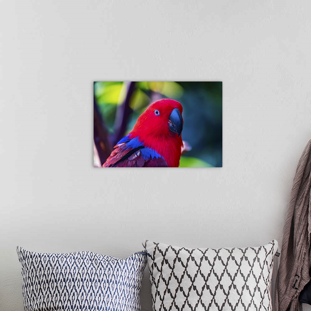 A bohemian room featuring Red blue female eclectus parrot close-up native to Solomon islands, New Guinea.
