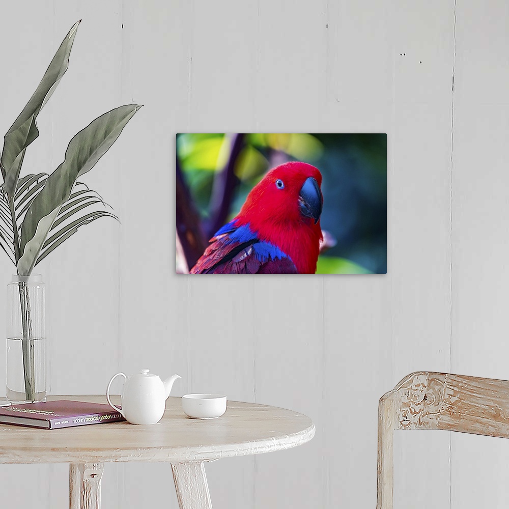 A farmhouse room featuring Red blue female eclectus parrot close-up native to Solomon islands, New Guinea.
