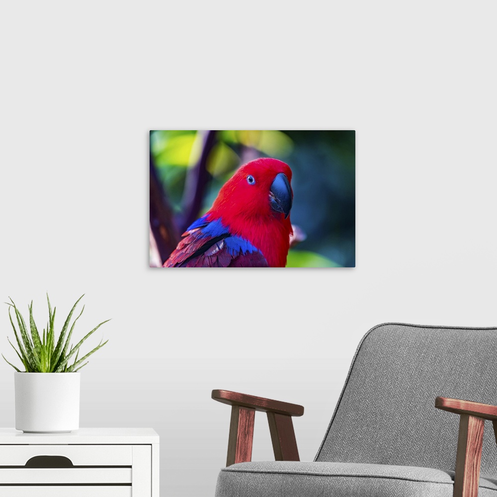 A modern room featuring Red blue female eclectus parrot close-up native to Solomon islands, New Guinea.