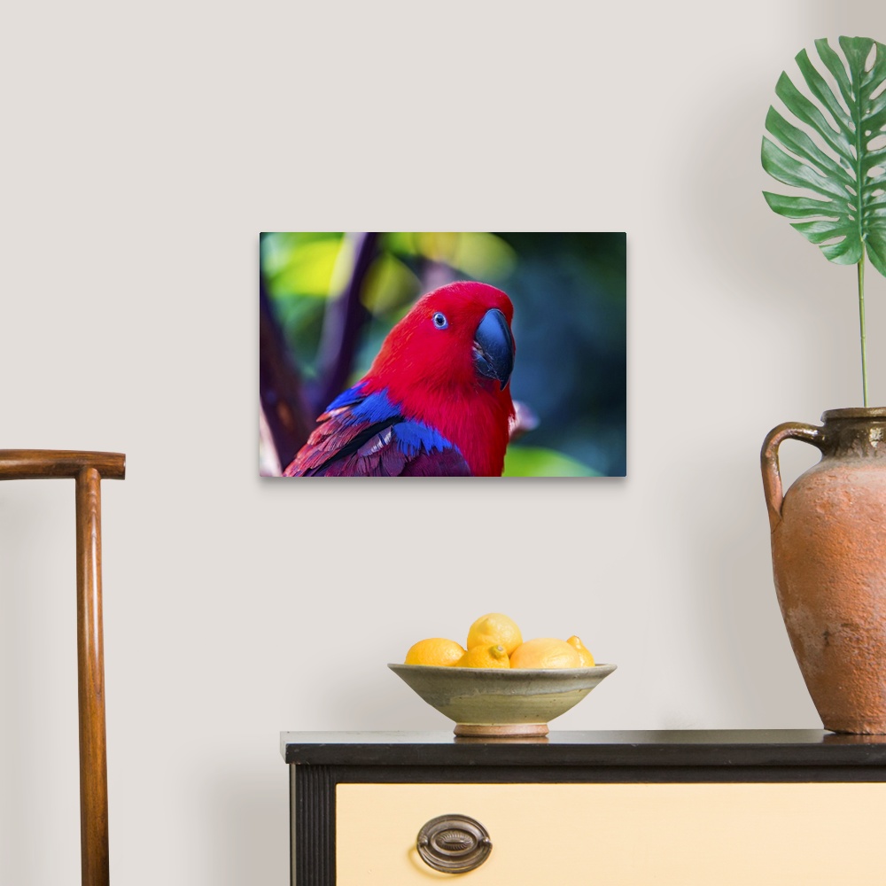 A traditional room featuring Red blue female eclectus parrot close-up native to Solomon islands, New Guinea.