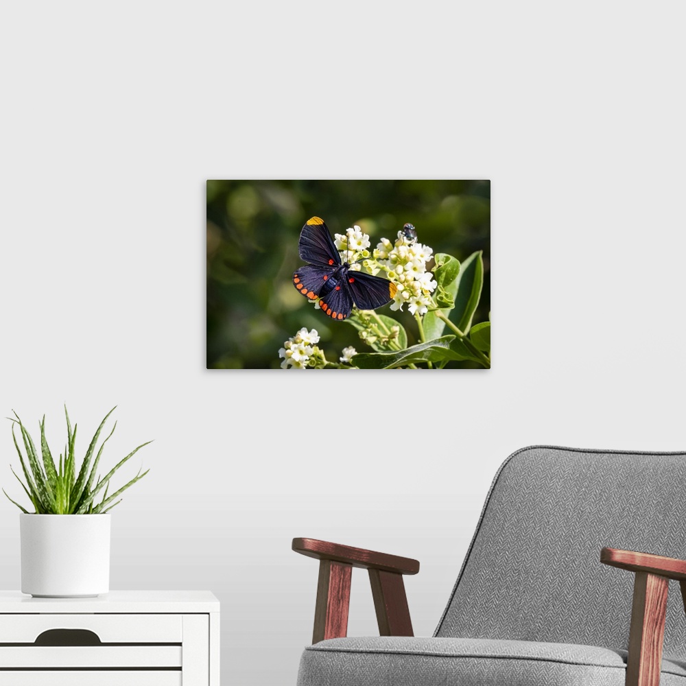 A modern room featuring Red-Bordered Pixie Butterfly On Flowers At National Butterfly Center, Mission, Texas