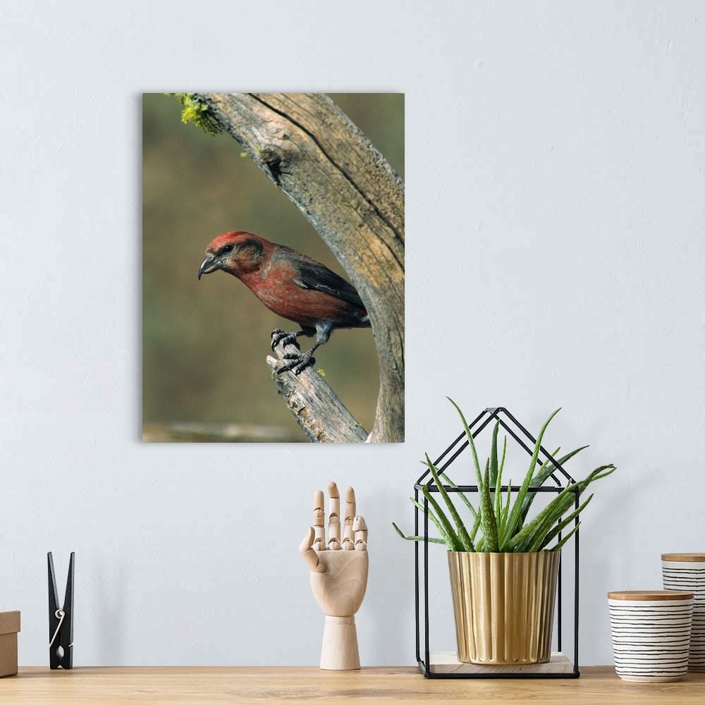 A bohemian room featuring Red Crossbill (Loxia curvirostra). USA, Oregon.