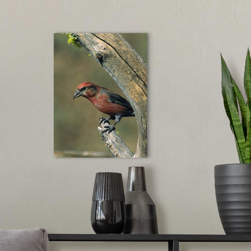 A modern room featuring Red Crossbill (Loxia curvirostra). USA, Oregon.