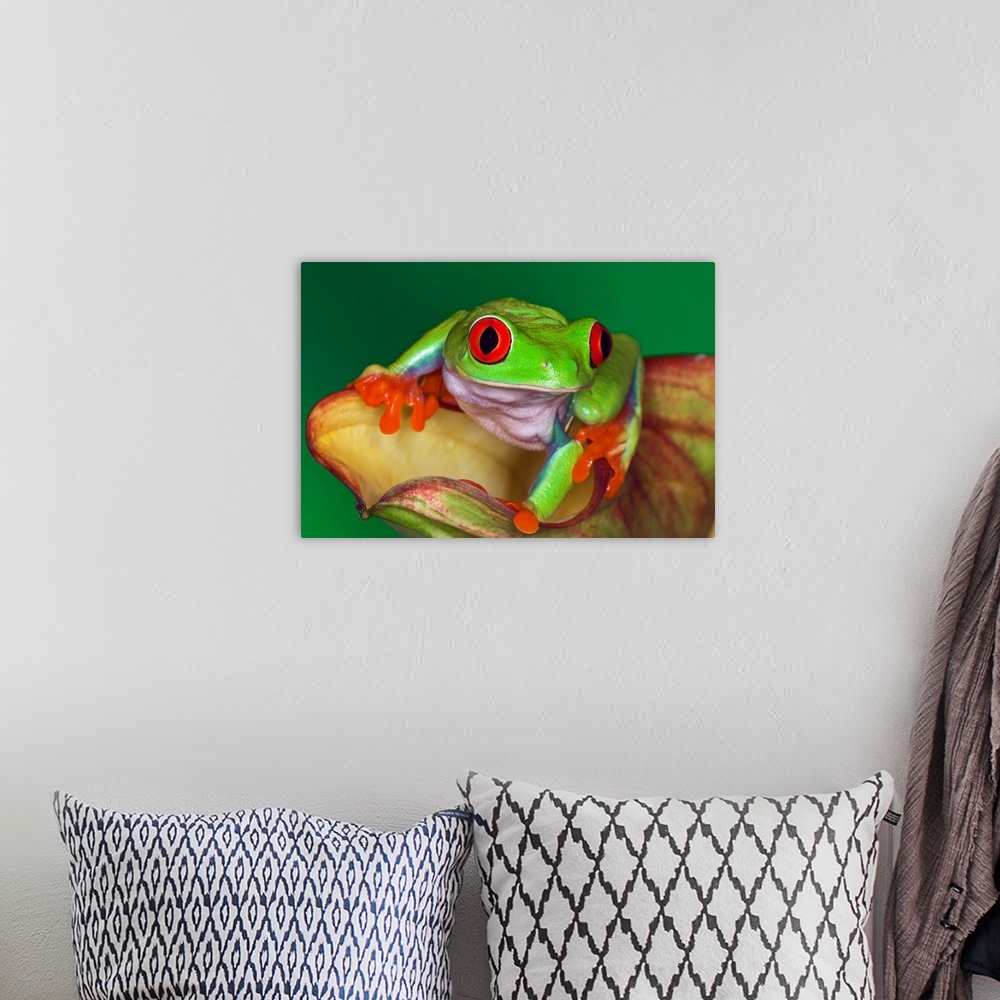 A bohemian room featuring Red-eyed Tree Frog, Agalychnis callidryas