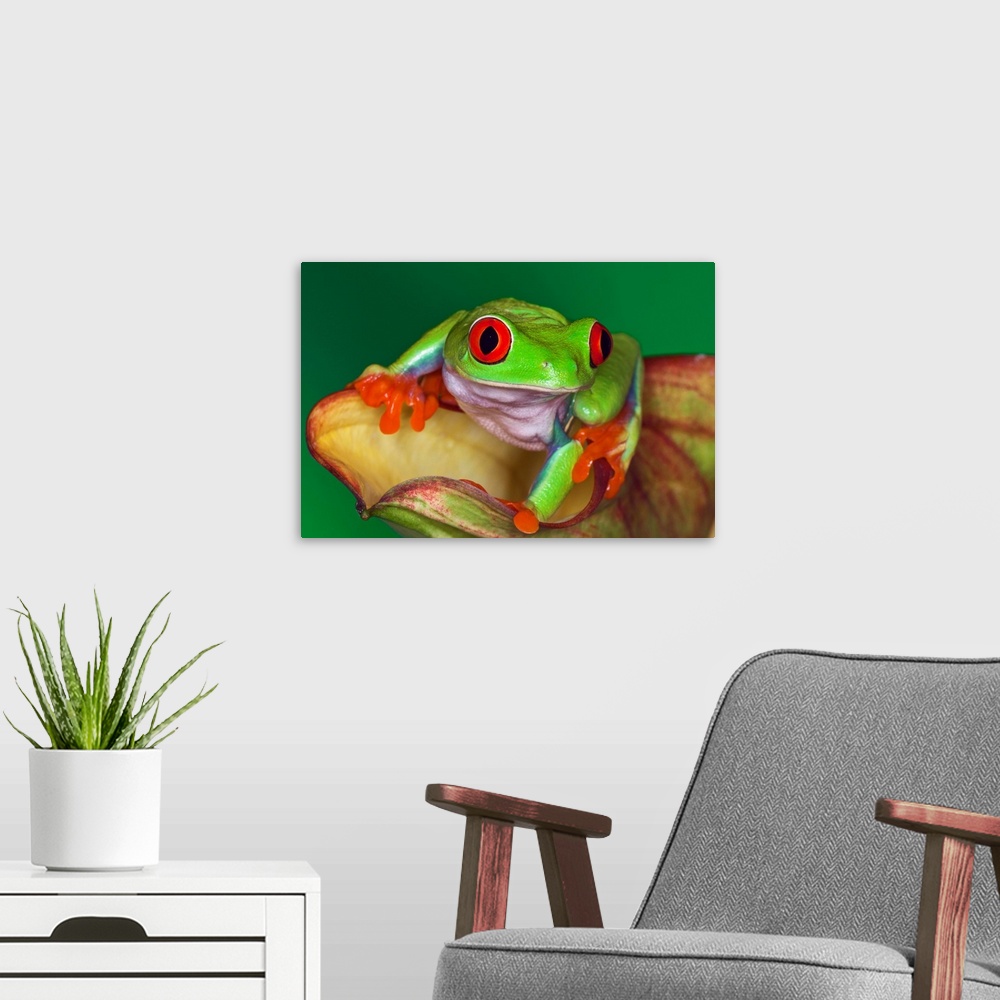 A modern room featuring Red-eyed Tree Frog, Agalychnis callidryas