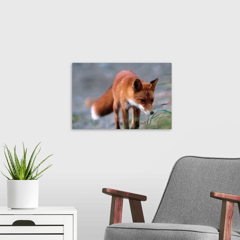 A modern room featuring Red Fox (Vulpes vulpes), Alaska Peninsula.