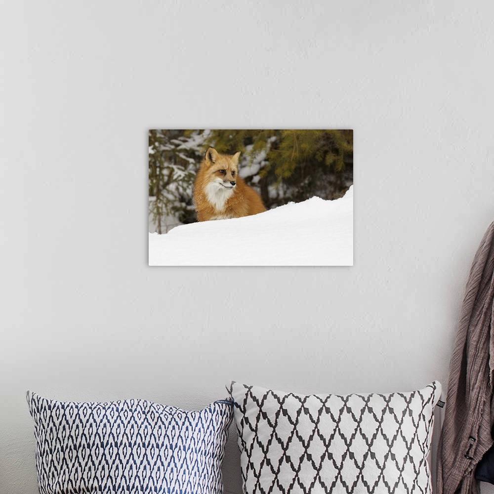 A bohemian room featuring Red fox in deep winter snow, vulpes vulpes, controlled situation, Montana.