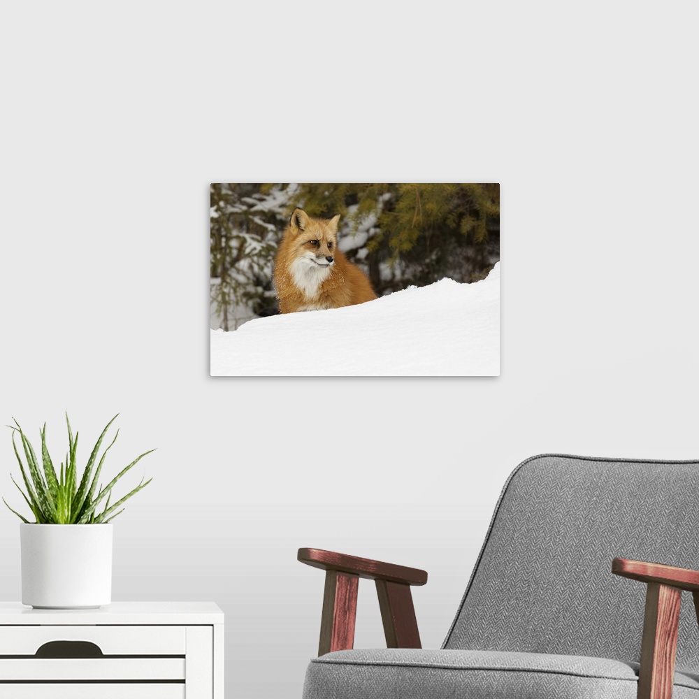 A modern room featuring Red fox in deep winter snow, vulpes vulpes, controlled situation, Montana.