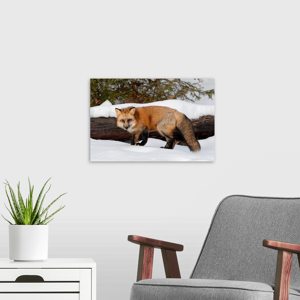 A modern room featuring Red Fox in winter, (Captive) Montana-Vulpes vulpes
