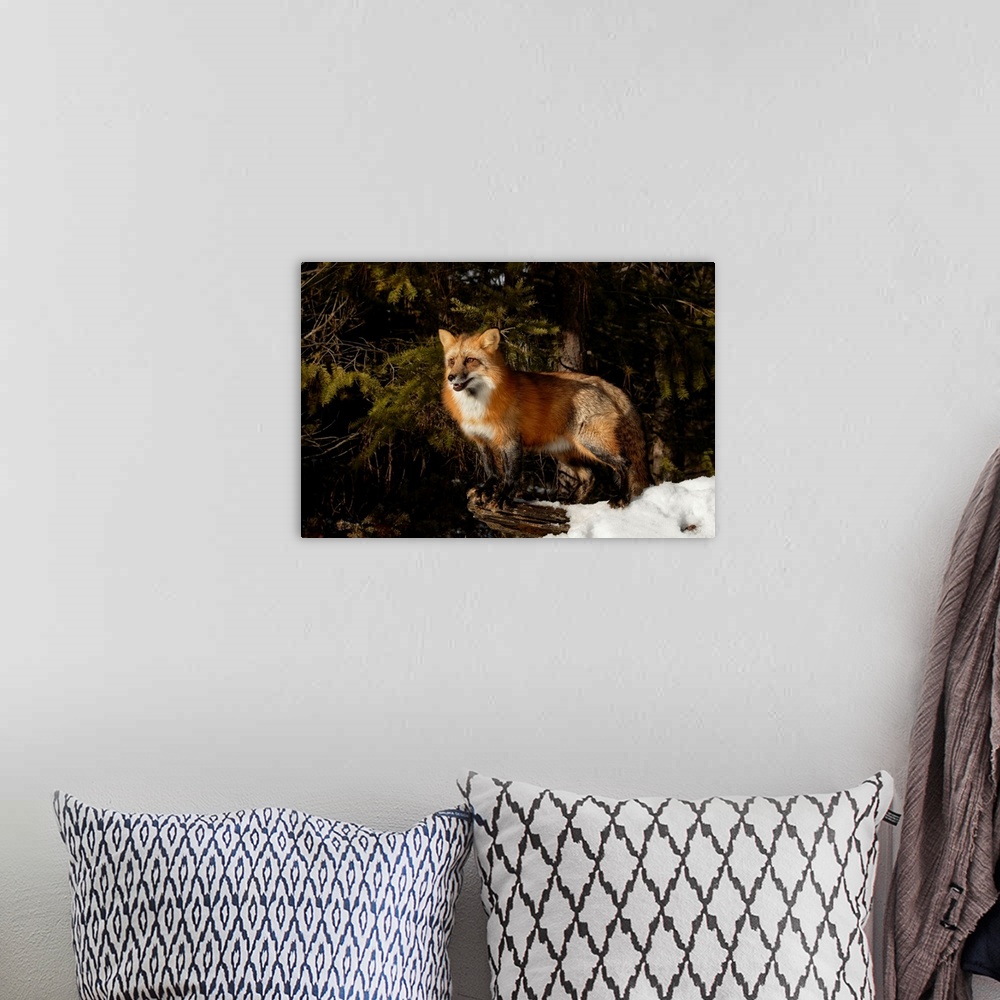 A bohemian room featuring Red Fox in winter, (Captive) Montana-Vulpes vulpes