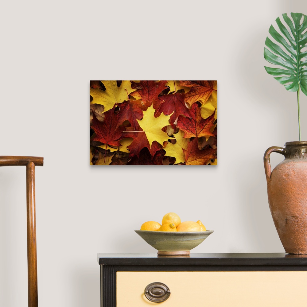 A traditional room featuring Red, Orange And Yellow Maples Leaves In Autumn