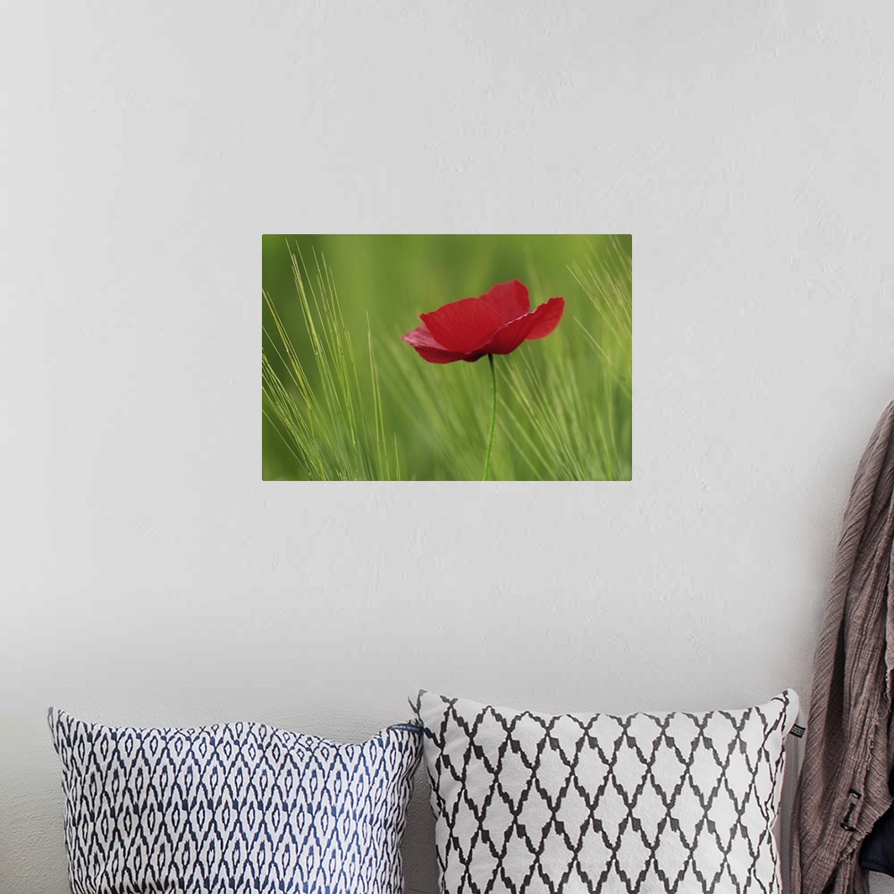 A bohemian room featuring Red poppy flower among wheat crop, Tuscany, Italy