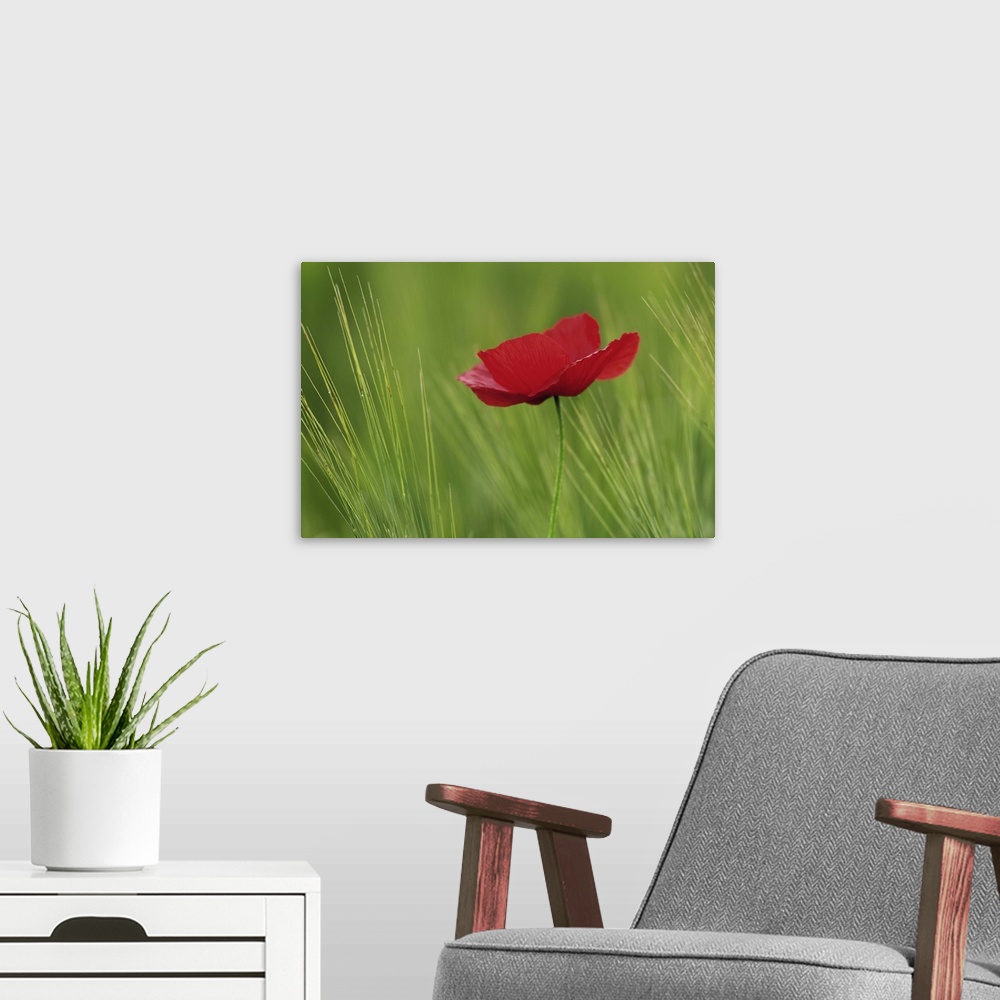 A modern room featuring Red poppy flower among wheat crop, Tuscany, Italy