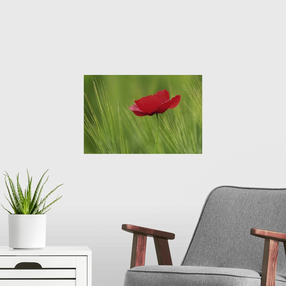 A modern room featuring Red poppy flower among wheat crop, Tuscany, Italy