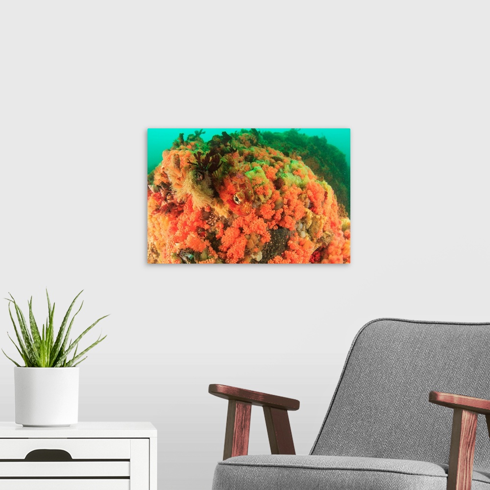 A modern room featuring prolific soft corals, Red Soft Coral (Gersemia rubiformis) and new species of pink and orange sof...
