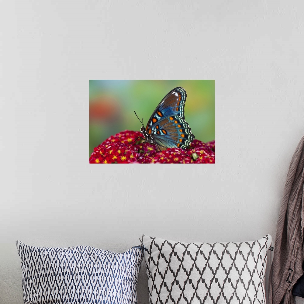 A bohemian room featuring Red-Spotted Purple Butterfly.