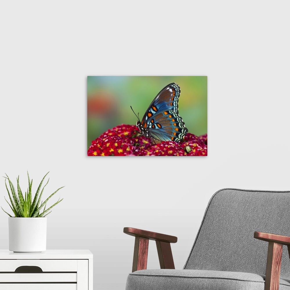 A modern room featuring Red-Spotted Purple Butterfly.