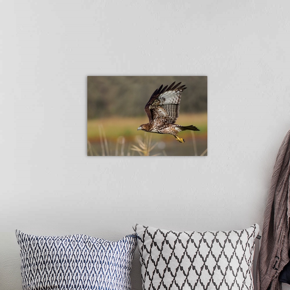 A bohemian room featuring Red-tail Hawk.