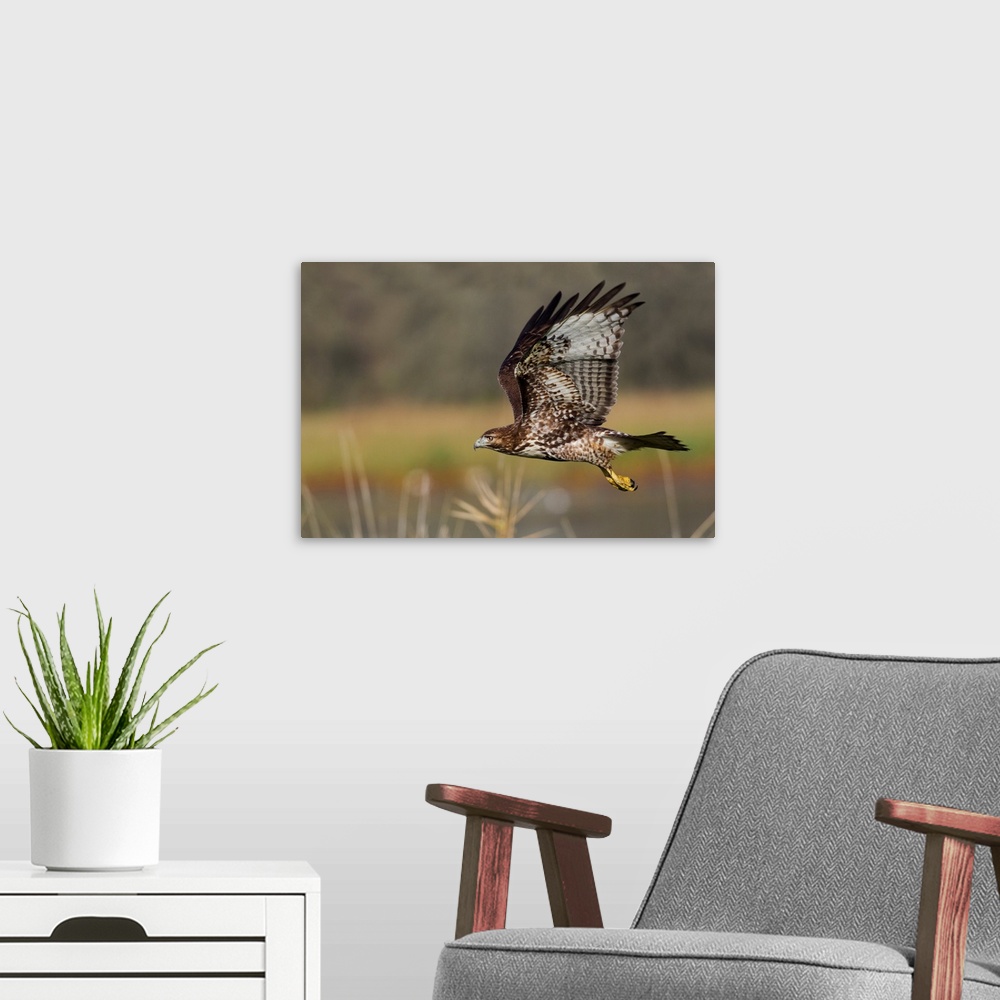 A modern room featuring Red-tail Hawk.