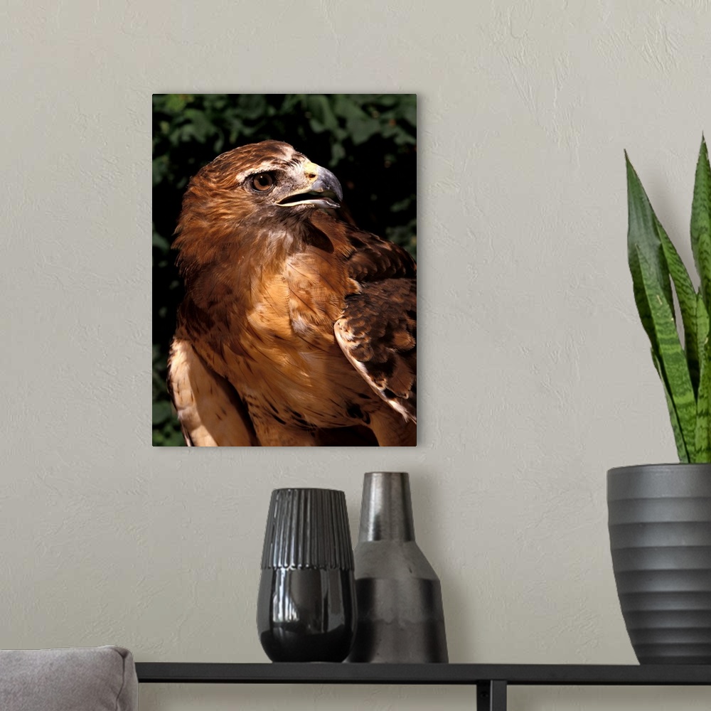 A modern room featuring Red-tailed Hawk (female).Buteo jamaicensis.Controlled situation.Maresa Pryor