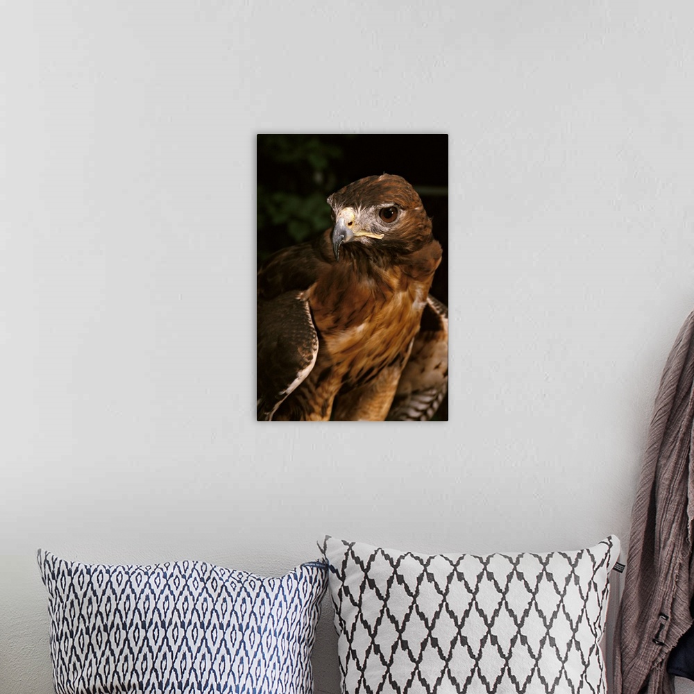 A bohemian room featuring Red-tailed hawk (male).Buteo jamaicensis.Controlled situation.Maresa Pryor