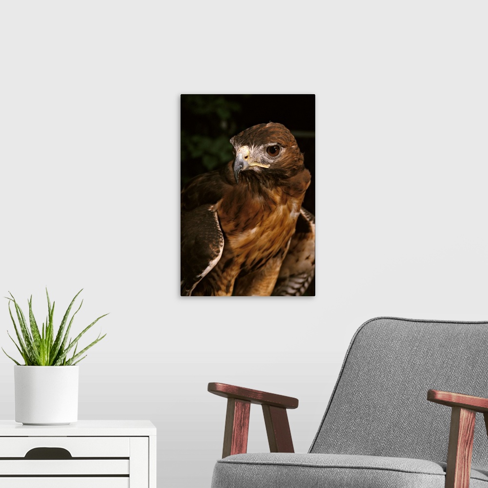 A modern room featuring Red-tailed hawk (male).Buteo jamaicensis.Controlled situation.Maresa Pryor
