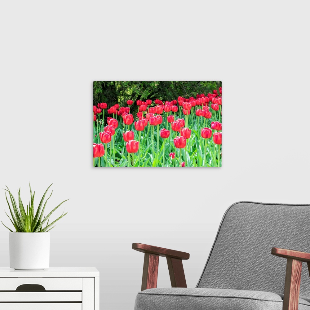A modern room featuring Red tulips, USA