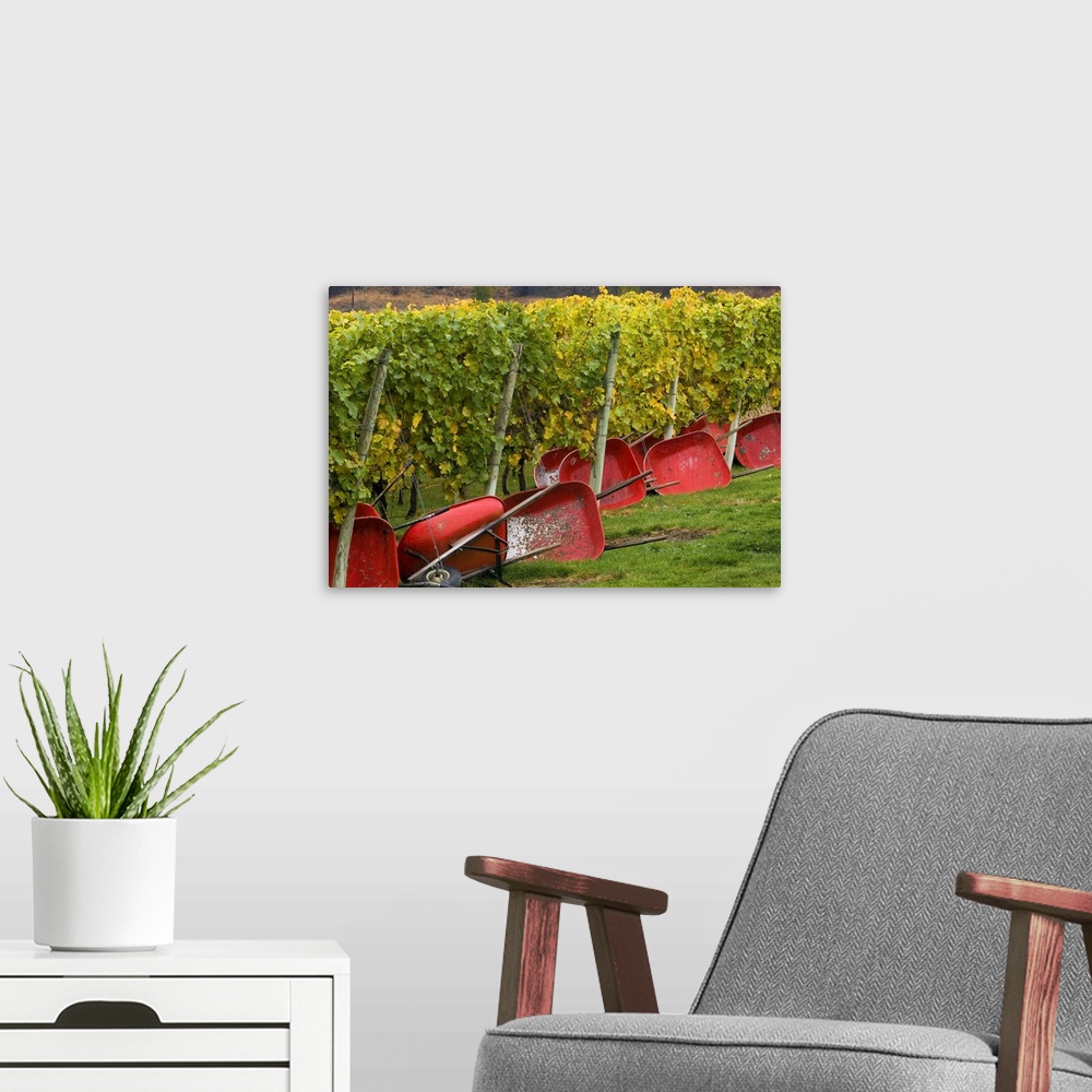A modern room featuring Red wheel barrows used for harvest lie on their sides at the edge of Fall-colored vines of Gehrin...