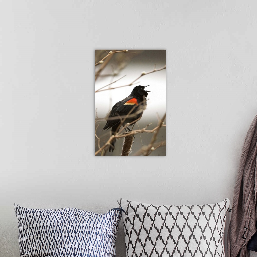 A bohemian room featuring Red-winged blackbird, Agelaius phoeniceus, Stanley Park, British Columbia