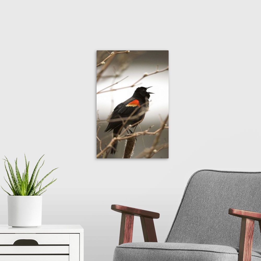 A modern room featuring Red-winged blackbird, Agelaius phoeniceus, Stanley Park, British Columbia