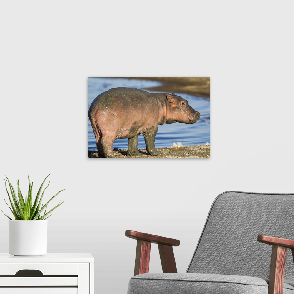 A modern room featuring Reddish very young hippo stands on shoreline of Lake Ndutu, profile view, eye looking at camera.