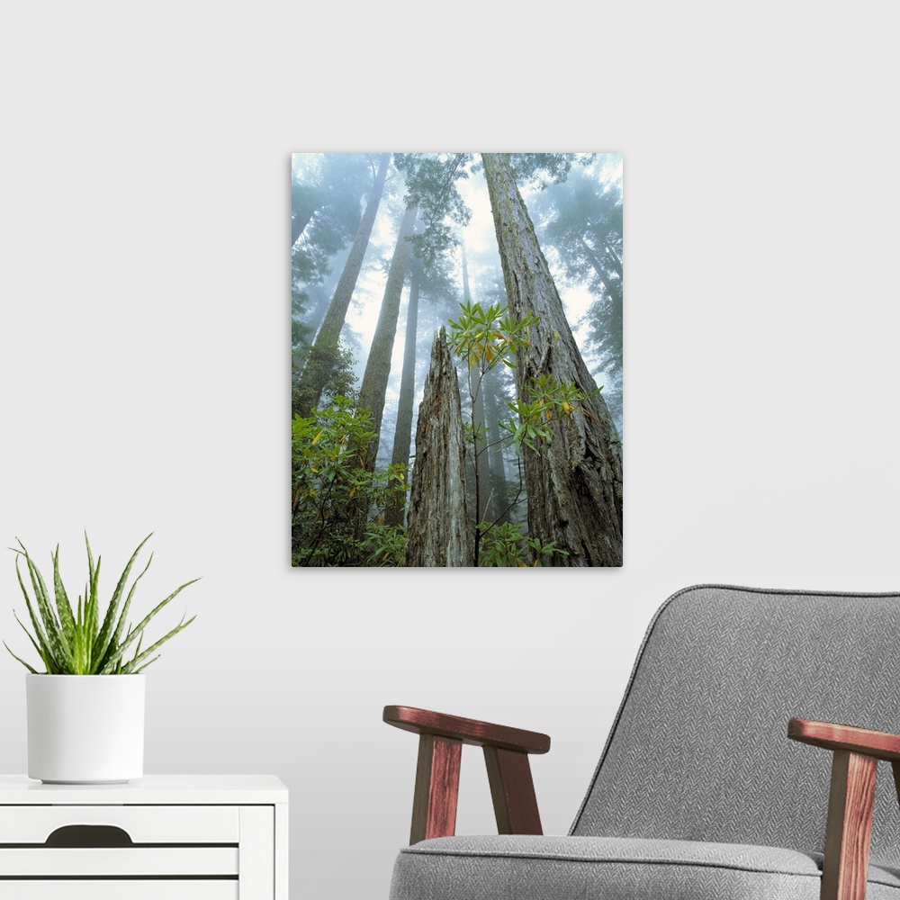 A modern room featuring USA, California, Redwood National Park. Redwood trees reach to the misty sky at Redwood National ...