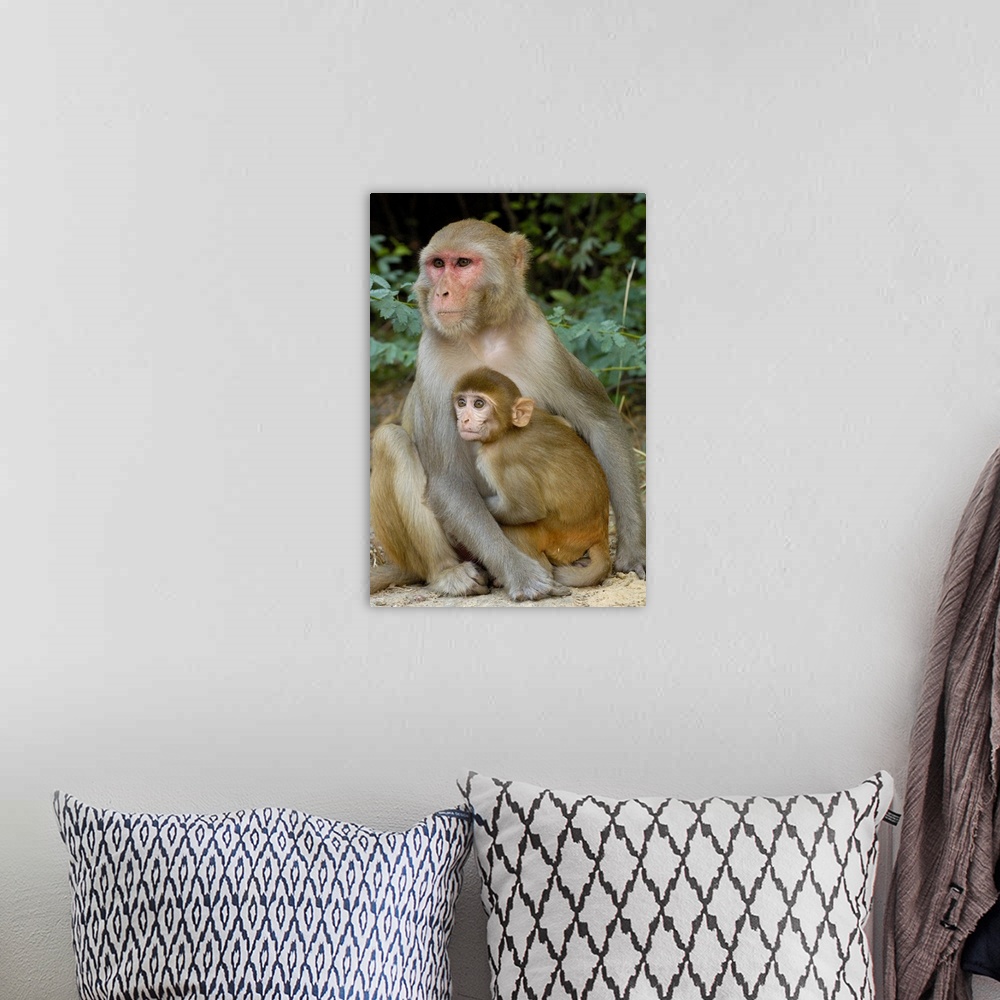 A bohemian room featuring Rhesus Macaques (Macaca mulatta) mother & baby in Bharatpur National Park or Keoladeo Ghana Sanct...