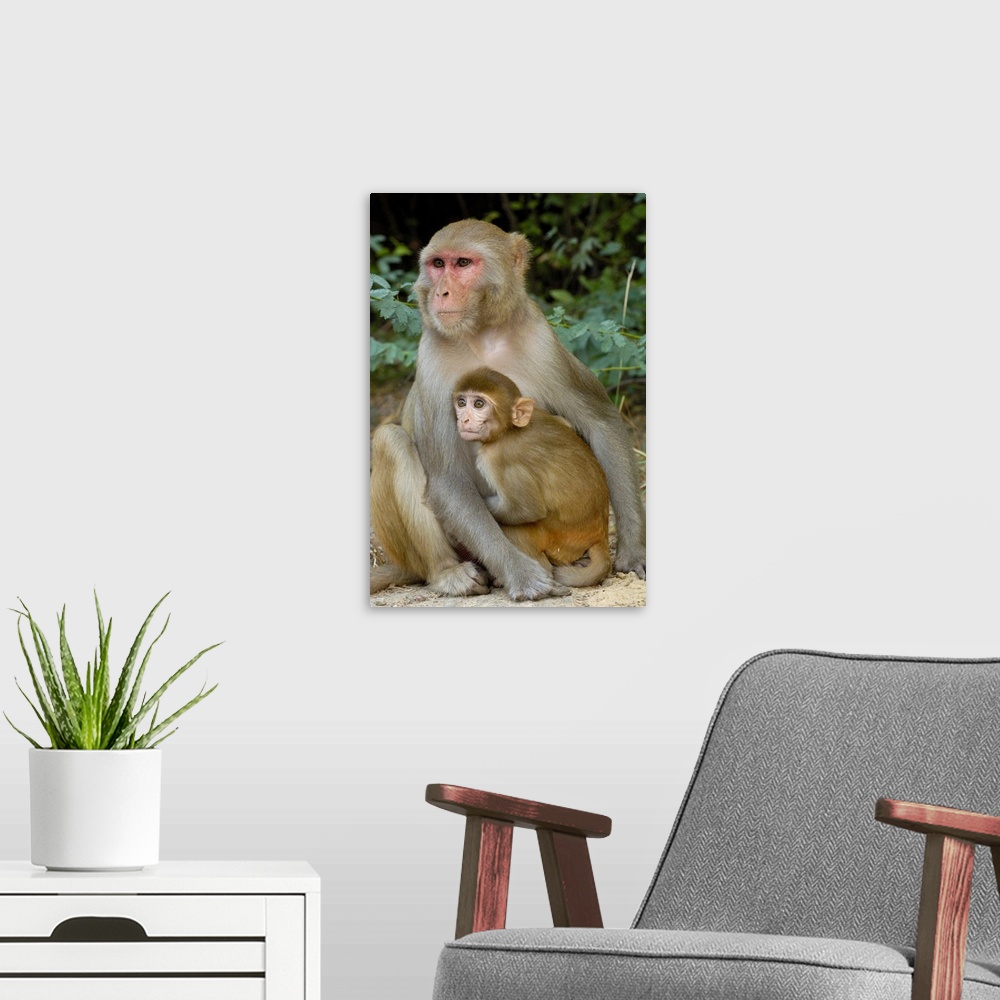 A modern room featuring Rhesus Macaques (Macaca mulatta) mother & baby in Bharatpur National Park or Keoladeo Ghana Sanct...