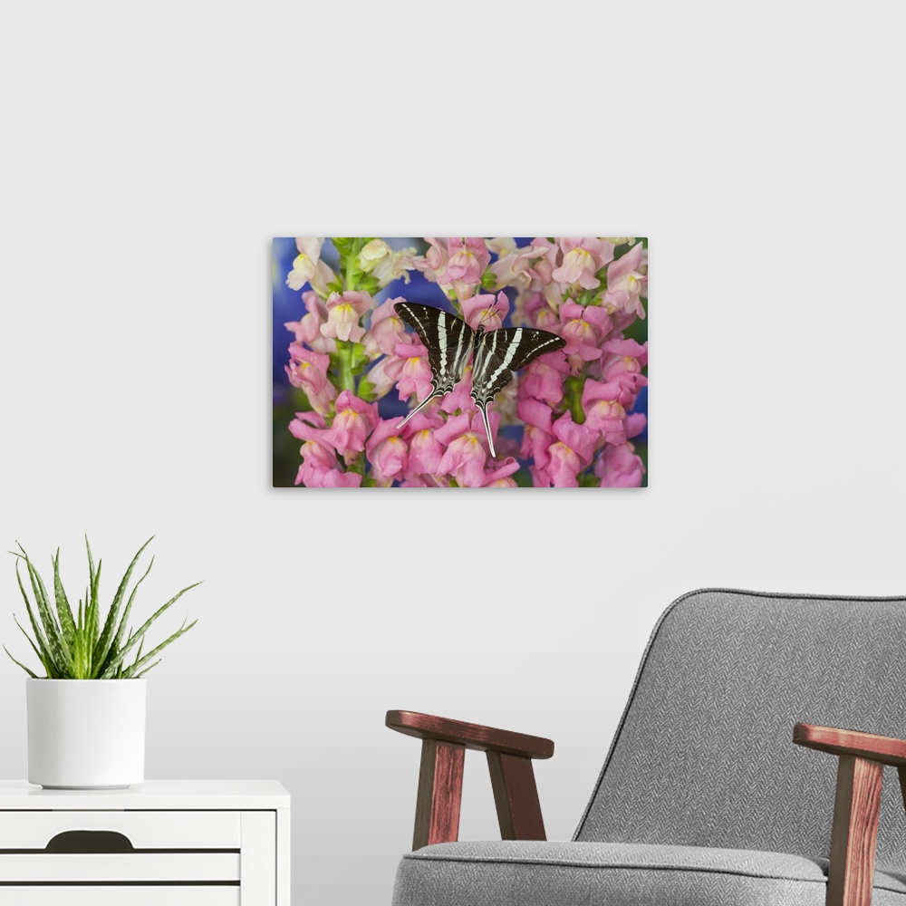 A modern room featuring Rhesus Swallowtail Butterfly, Graphium rhesus.