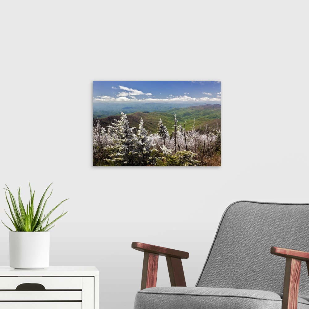 A modern room featuring Rim Ice on trees, Great Smoky Mountains National Park, Tennessee.