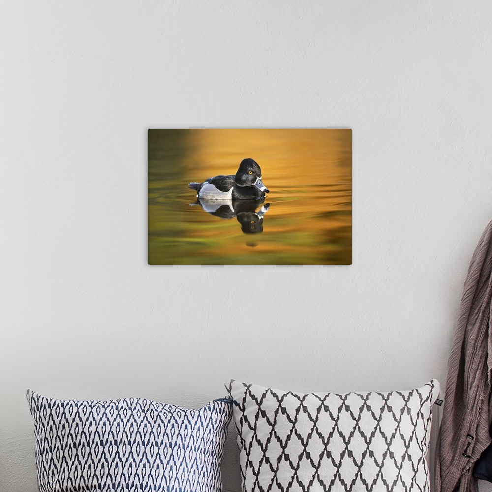 A bohemian room featuring Ring-necked duck. Nature, Fauna.